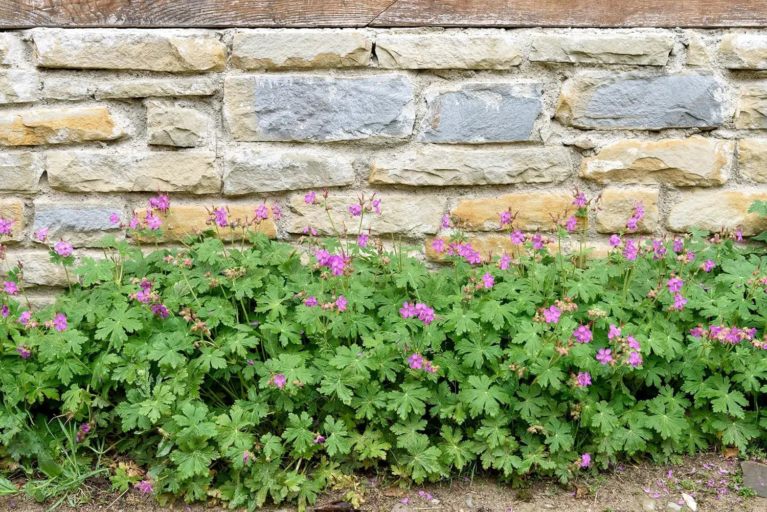 Balkan Storchschnabel Geranium macrorrhizum 'Bevan's Variety' Staude mit grünen Blättern und rosa Blüten, Stauden Gänge