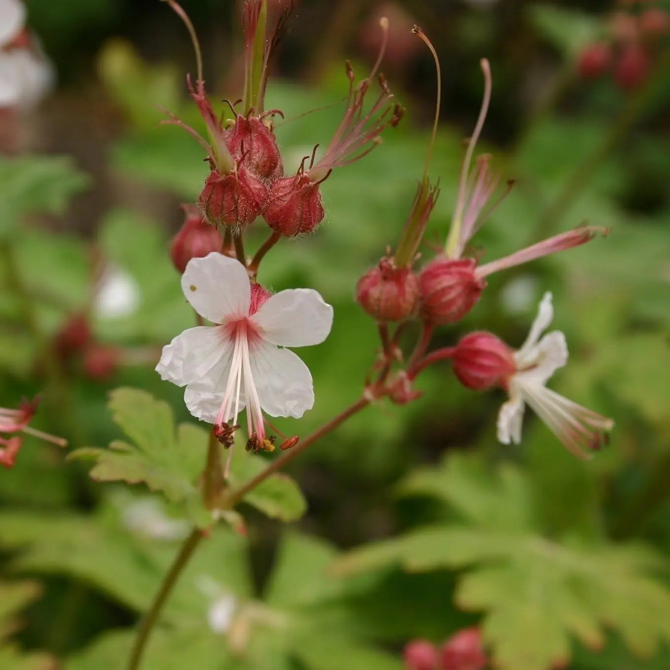 Geranium macrorrhizum 'Spessart', Balkan Storchenschnabel, Staude von Stauden Gänge mit grünen Blättern und rosa Blüten.