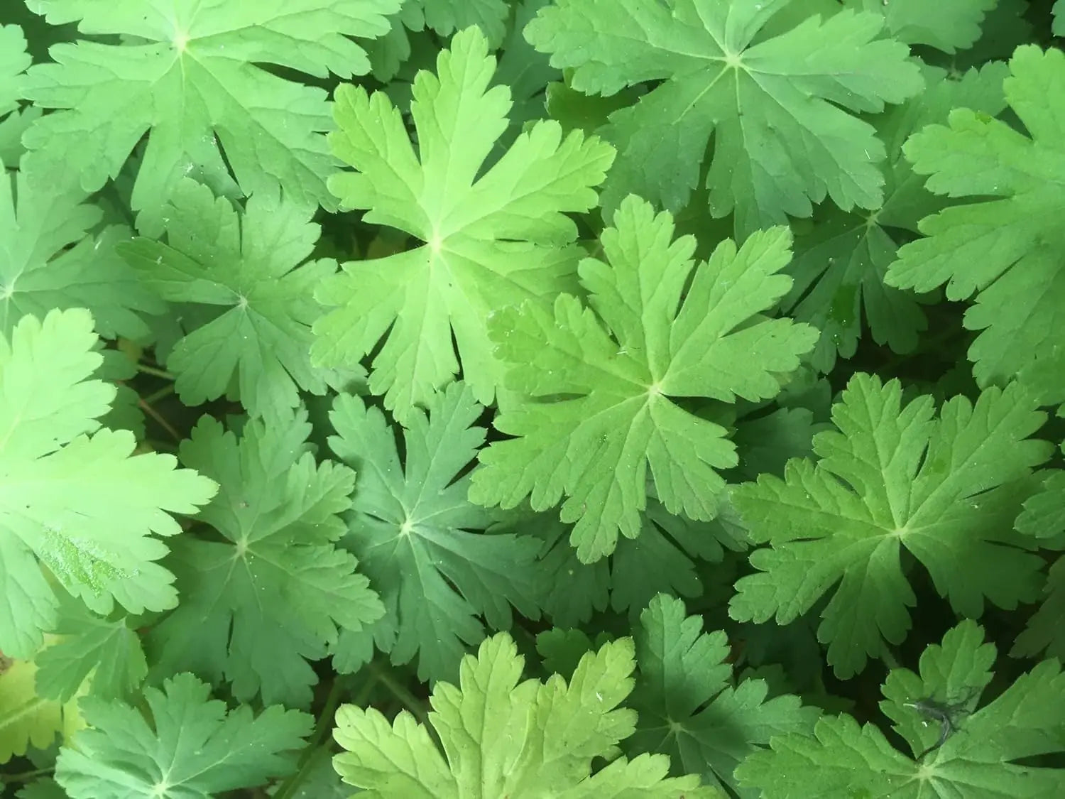 Balkan Storchenschnabel Geranium macrorrhizum 'Spessart' Staude, grüne Blätter und zarte Blüten, Stauden Gänge.