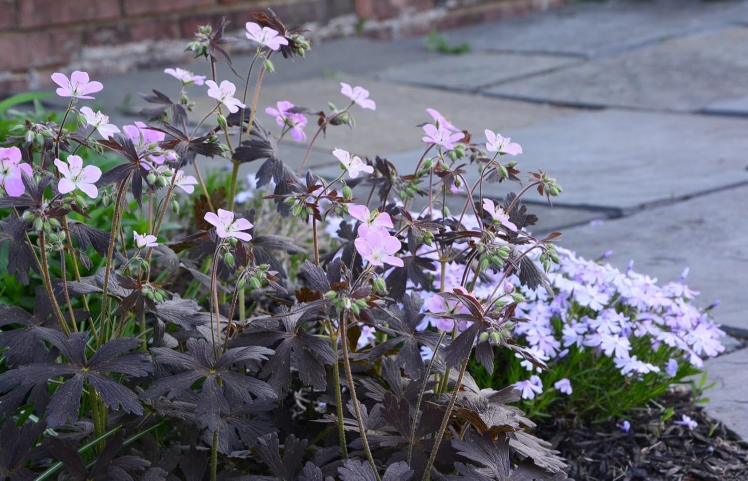 Dunkelblättriger Storchschnabel Geranium maculatum 'Espresso' als Staude, mit dunkelgrünen Blättern und zarten Blüten.