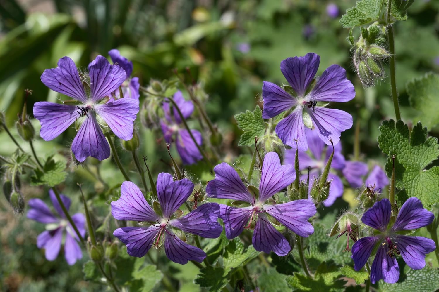 Kaukasischer Storchschnabel Geranium renardii 'Philippe Vapelle', Staude mit grünen Blättern und zarten Blüten, Stauden Gänge