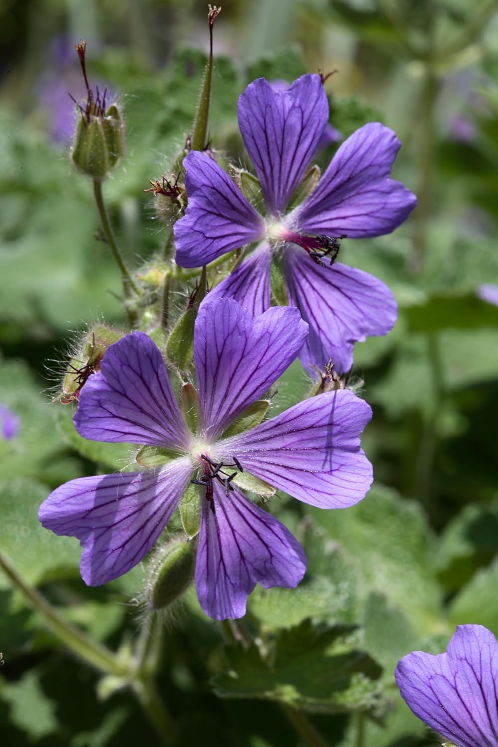 Geranium renardii 'Philippe Vapelle', Kaukasus Storchschnabel, robuste Staude mit grünen Blättern und zarten Blüten, Stauden Gänge