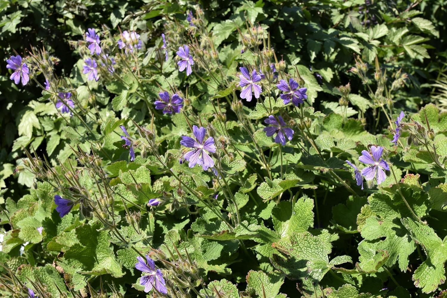 Kaukasischer Storchschnabel Geranium renardii 'Philippe Vapelle', Staude mit grünen Blättern und blühenden rosa Blüten, von Stauden Gänge