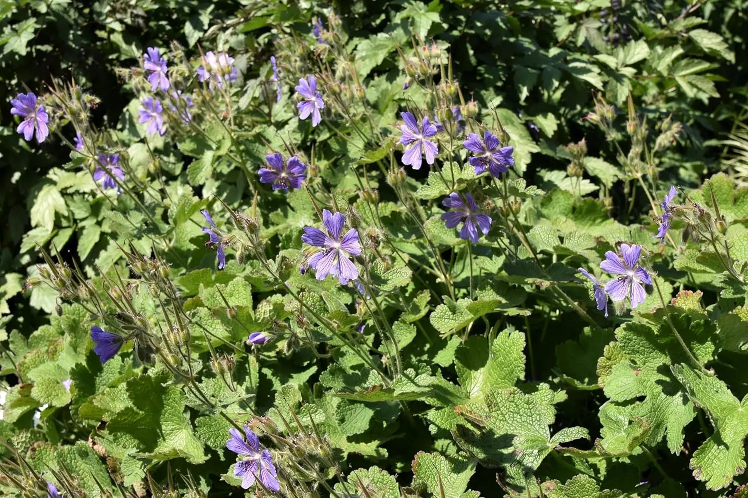 Geranium renardii 'Philippe Vapelle' Kaukasus Storchschnabel, Staude von Stauden Gänge, mit grünen Blättern und kleinen Blüten
