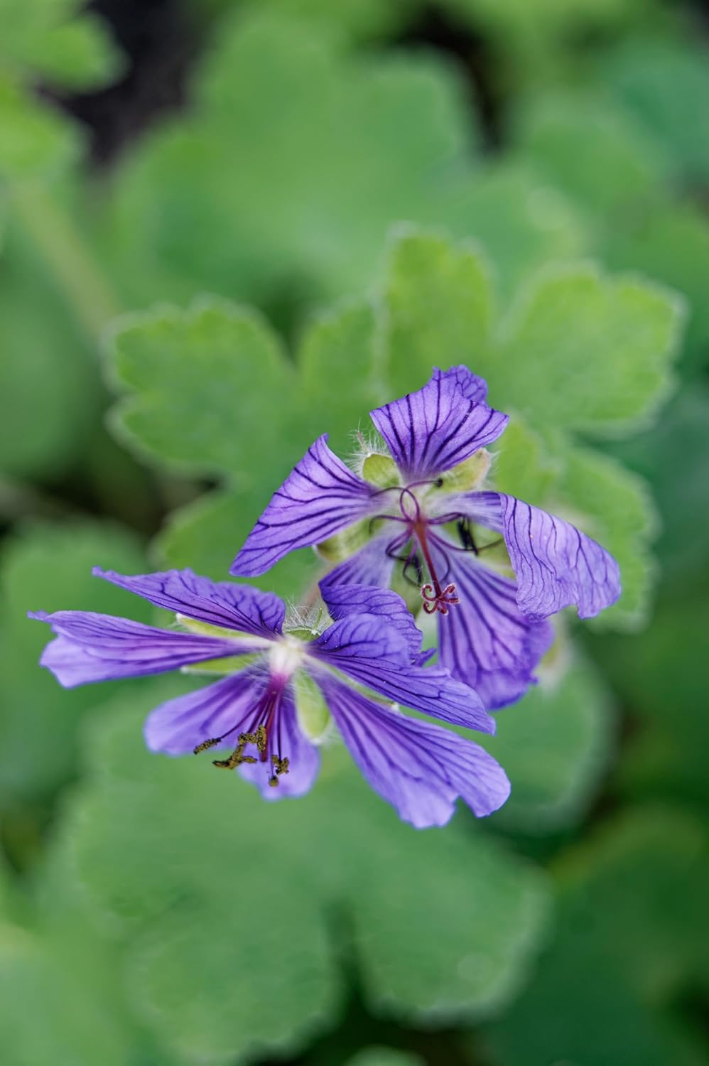 Stauden Gänge Geranium renardii 'Philippe Vapelle', Kaukasus Storchschnabel, blühende Staude mit grünen Blättern