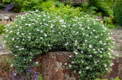 Weißer Blut-Storchschnabel (Geranium sanguineum 'Album') Staude mit weißen Blüten, von Stauden Gänge.