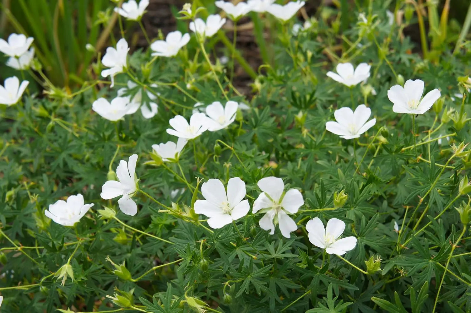 Weißer Blut Storchschnabel (Geranium sanguineum 'Album') Staude, blühend mit weißen Blüten, von Stauden Gänge.