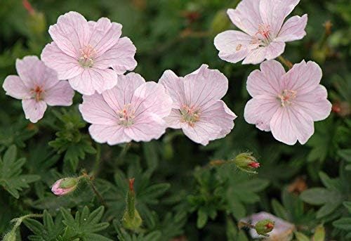 Bodenbedeckende Staude Geranium sanguineum 'Apfelblüte' mit rosa Blüten, Stauden Gänge, Nahaufnahme der Blüten.