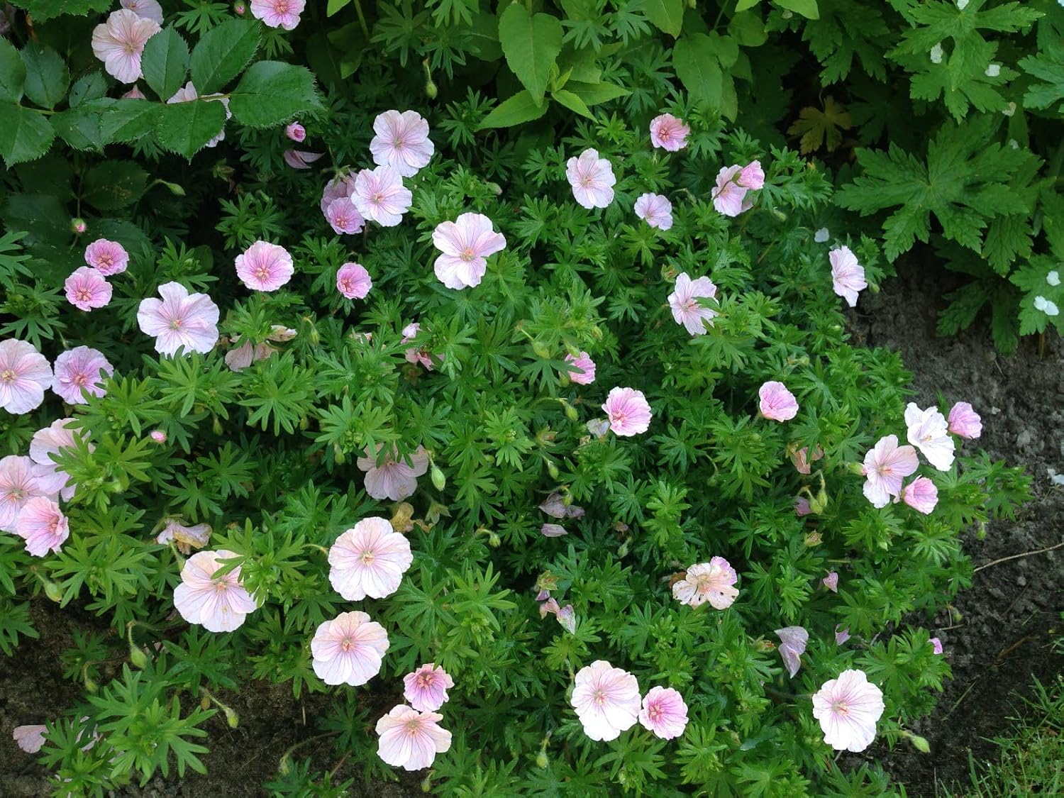 Rosa Blut Storchschnabel Staude Geranium sanguineum 'Apfelblüte' mit blühenden rosa Blüten, im Garten bei Stauden Gänge.