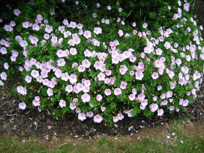 Rosa Blut Storchschnabel, Geranium sanguineum 'Apfelblüte', Staude mit pinken Blüten, im Garten bei Stauden Gänge.