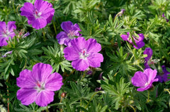 Pinker Blut Storchschnabel Geranium sanguineum 'Dilys' als Staude, mit rosa Blüten und grünem Laub, von Stauden Gänge.