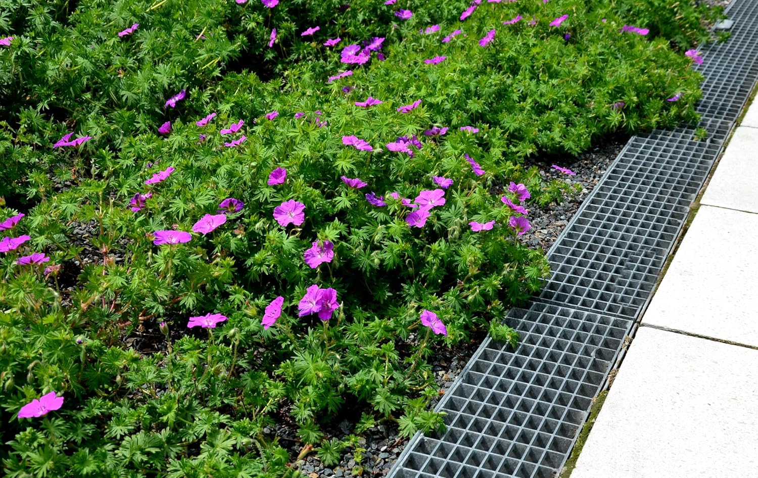 Geranium sanguineum 'Dilys', pinker Blut Storchschnabel, Staude mit rosa Blüten, Stauden Gänge, Gartenpflanze, Blühende Staude