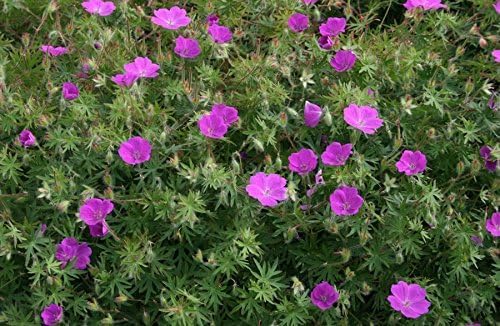 Pinker Blut Storchschnabel Geranium sanguineum 'Dilys' als Staude, mit rosa Blüten, von Stauden Gänge in Gartenaufnahme