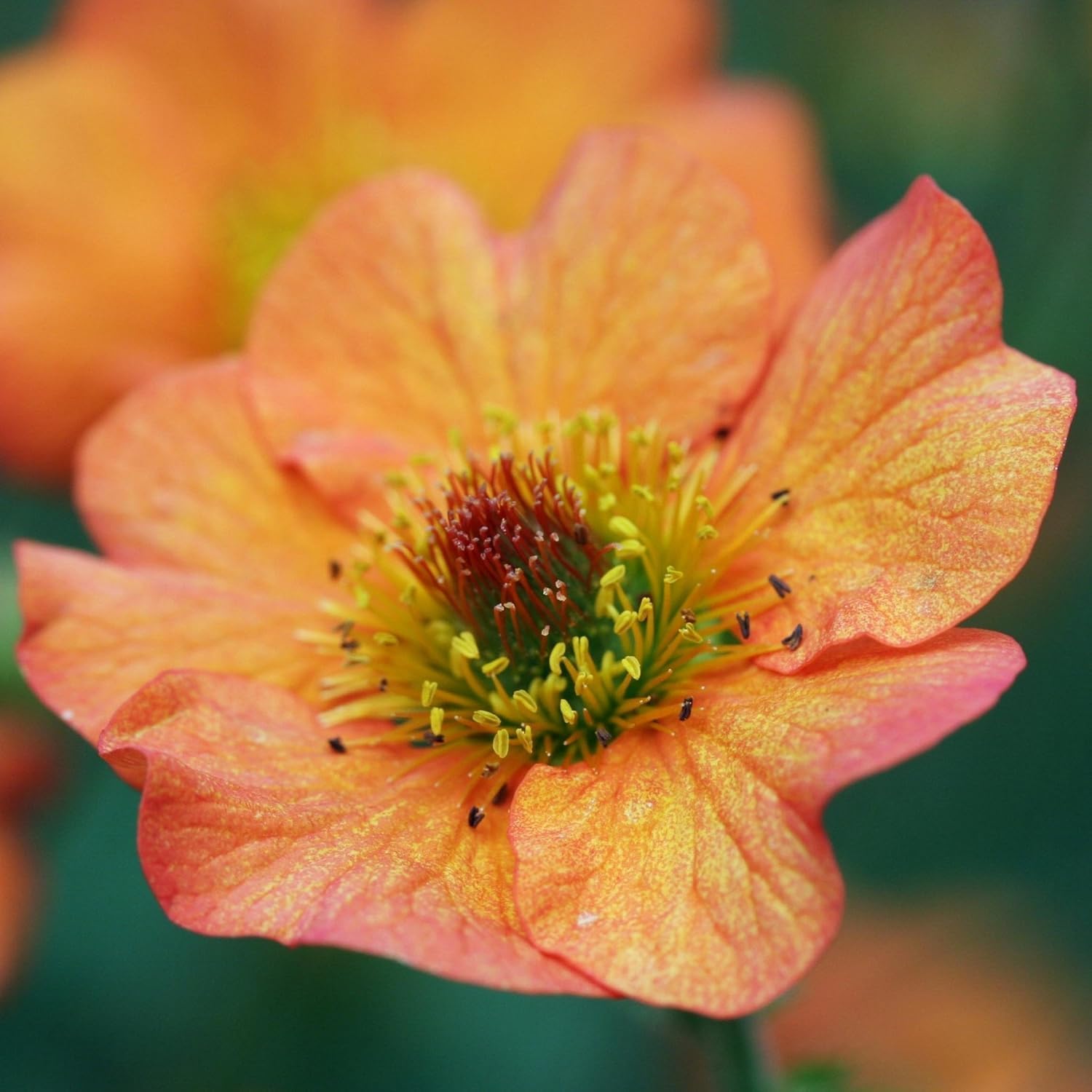 Geum chiloense 'Totally Tangerine' / Oranger Chilenische Nelkenwurz - Stauden Gaenge