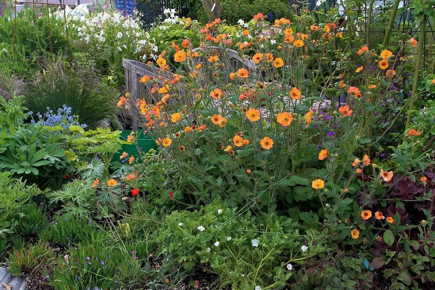 Oranger Chilenische Nelkenwurz Geum chiloense 'Totally Tangerine', Staude mit orangefarbenen Blüten, Stauden Gänge