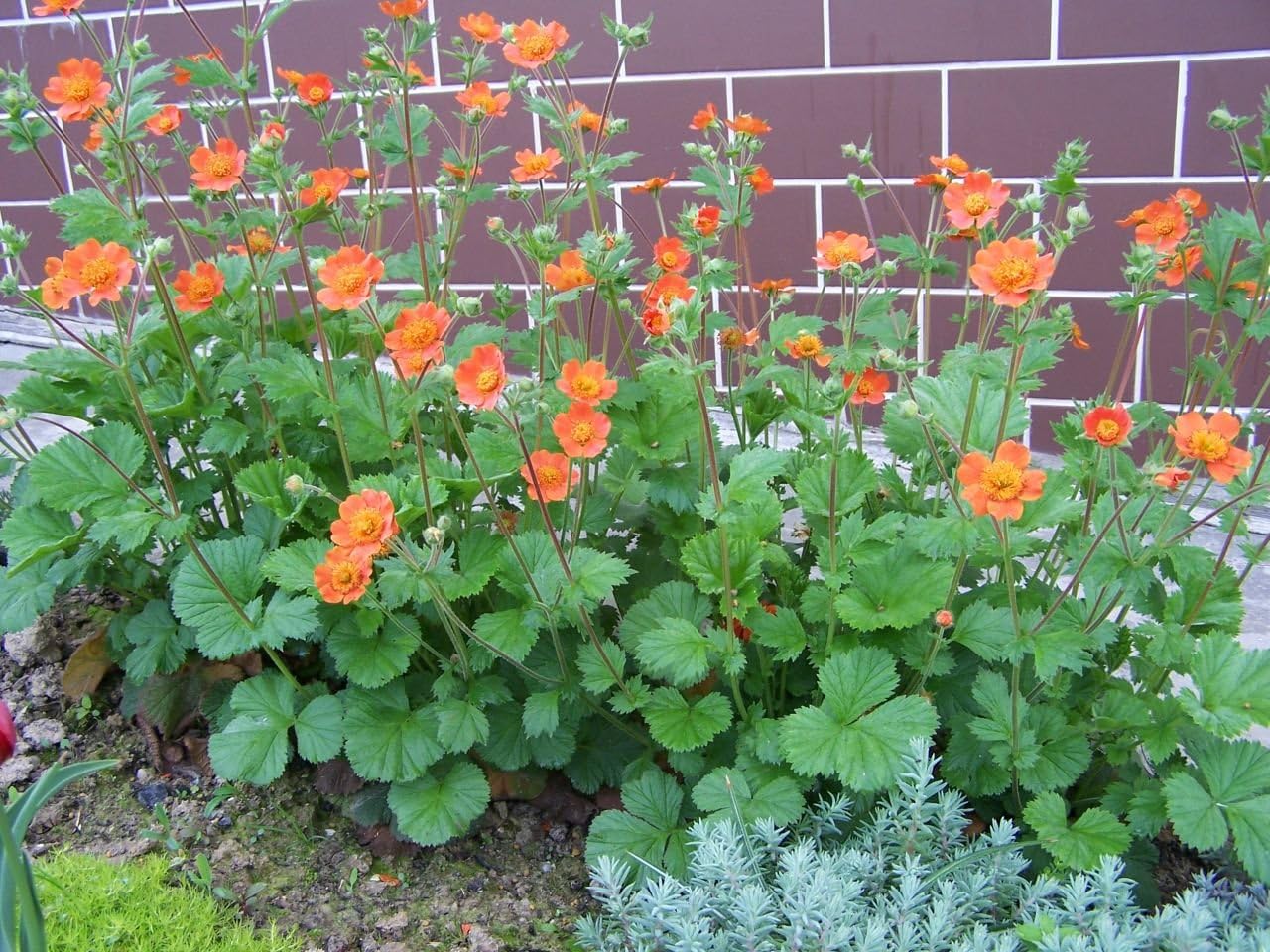 Orangerot blühende Geum coccineum ‚Koi‘ Staude mit leuchtenden Blüten, von Stauden Gänge, Nahaufnahme der Pflanze.