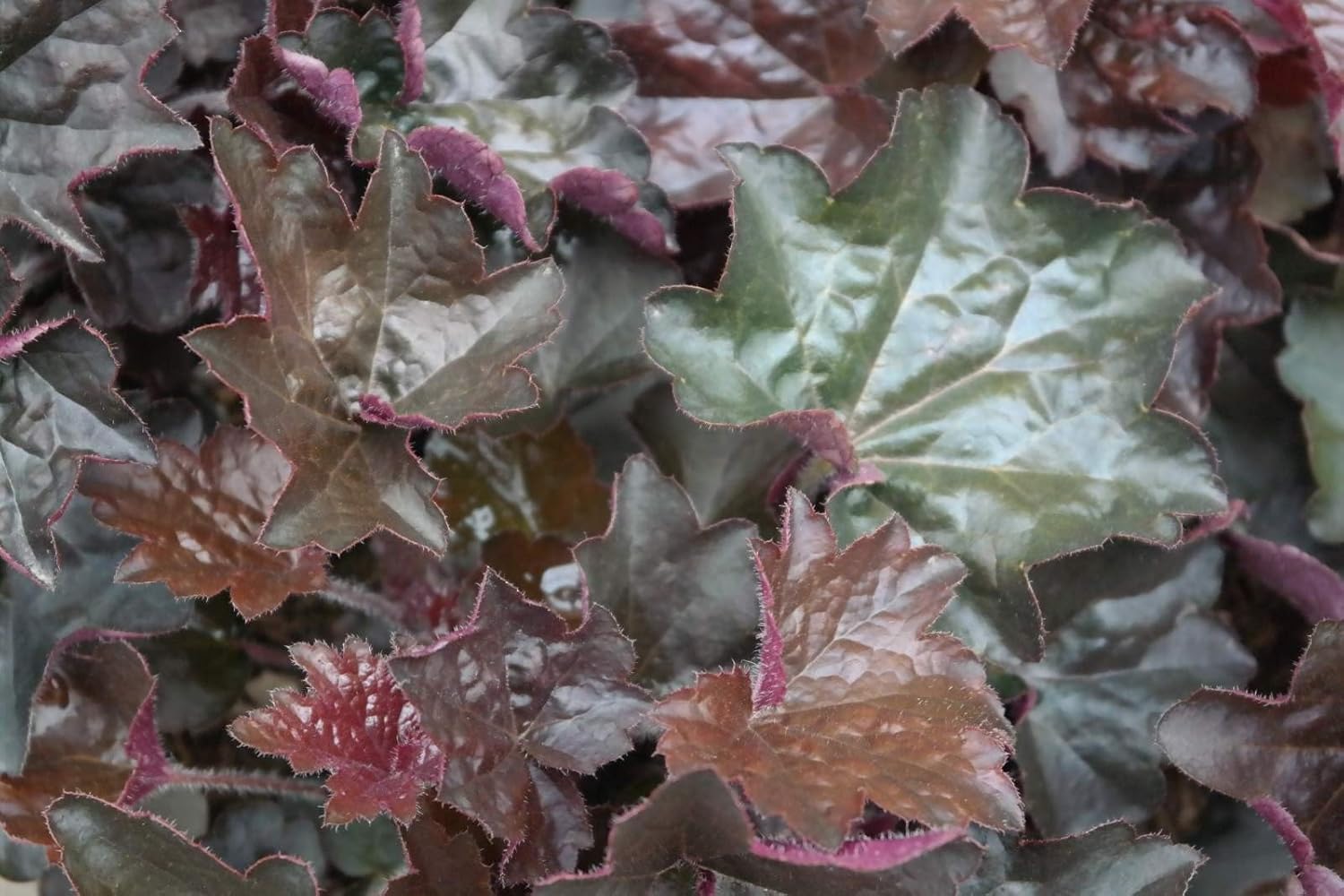 Heuchera americana 'Palace Purple' / Rotblättriges Purpurglöckchen - Stauden Gaenge