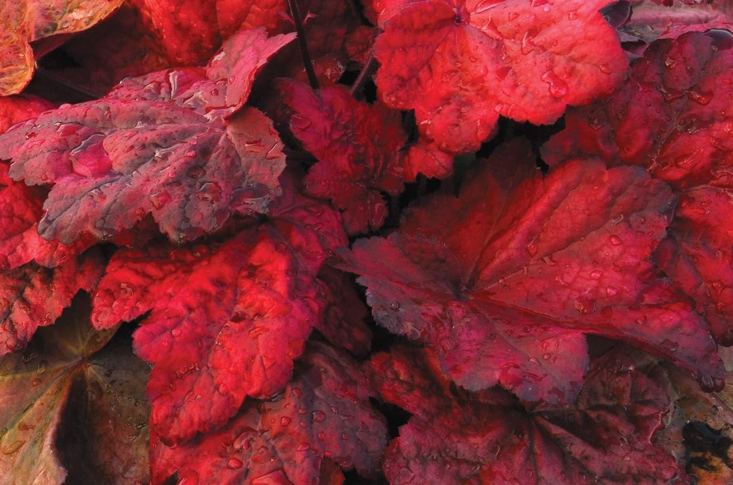 Heuchera Hybride 'Autumn Leaves' / Rotes Purpurglöckchen - Stauden Gaenge