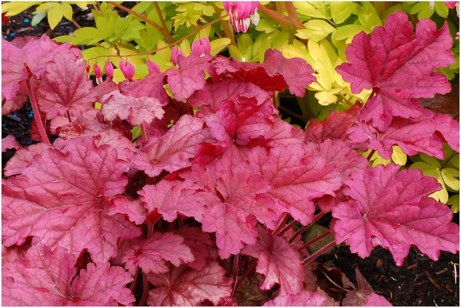 Heuchera Hybride 'Berry Smoothie' / Purpurglöckchen - Stauden Gaenge