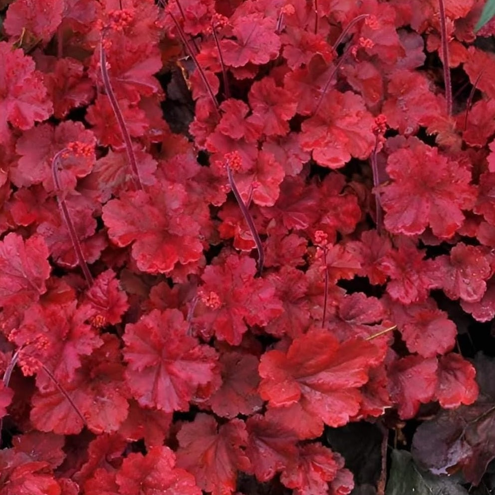 Heuchera Hybride 'Cherry Cola' / Rotes Purpurglöckchen - Stauden Gaenge