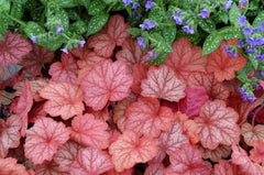 Heuchera Hybride 'Georgia Peach' Purpurglöckchen Staude mit orangefarbenen Blättern, Stauden Gänge, Gartenpflanze