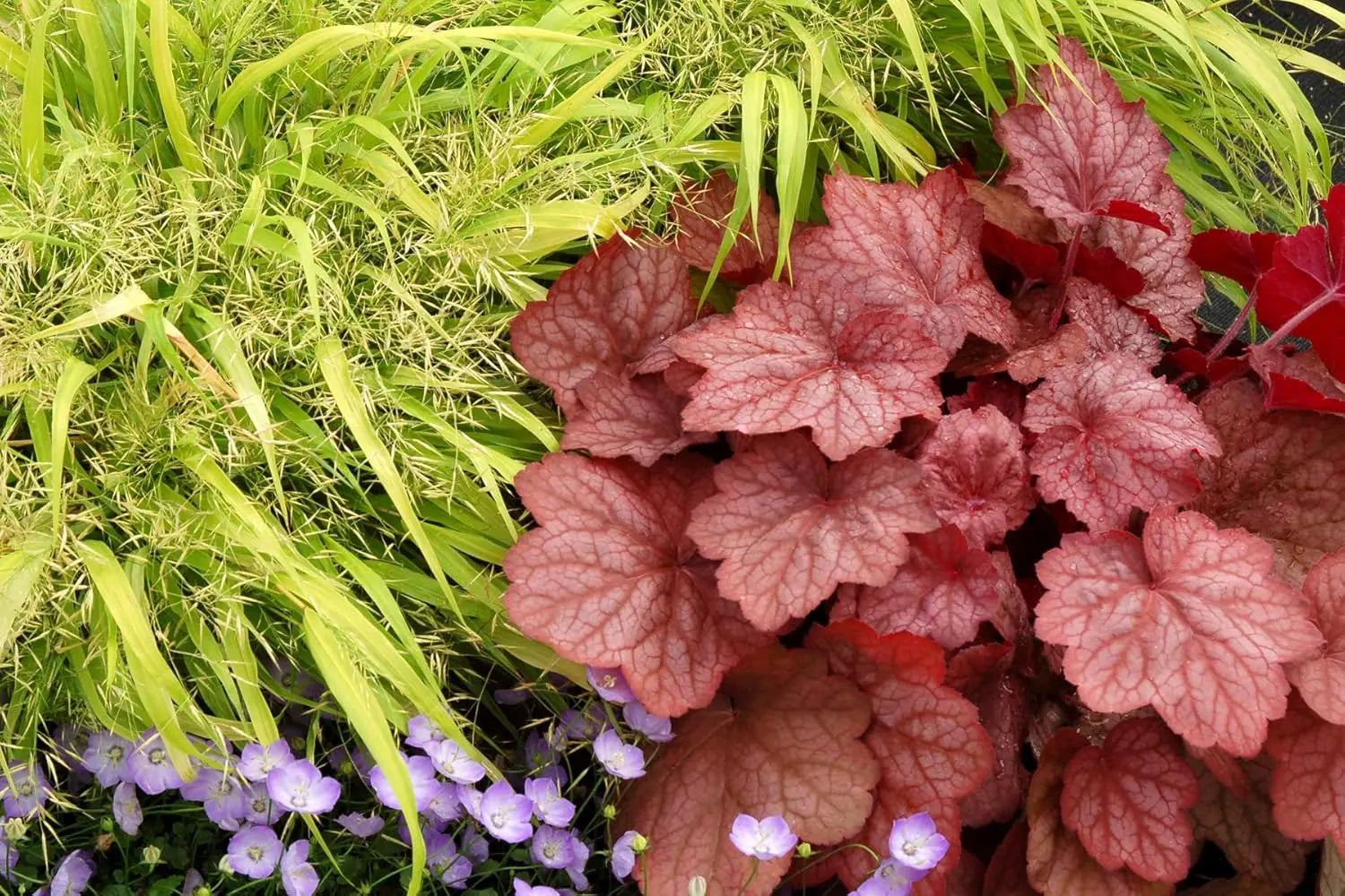 Heuchera Hybride 'Georgia Peach' Purpurglöckchen Staude von Stauden Gänge, mit orangefarbenen Blättern und zarten Blüten.