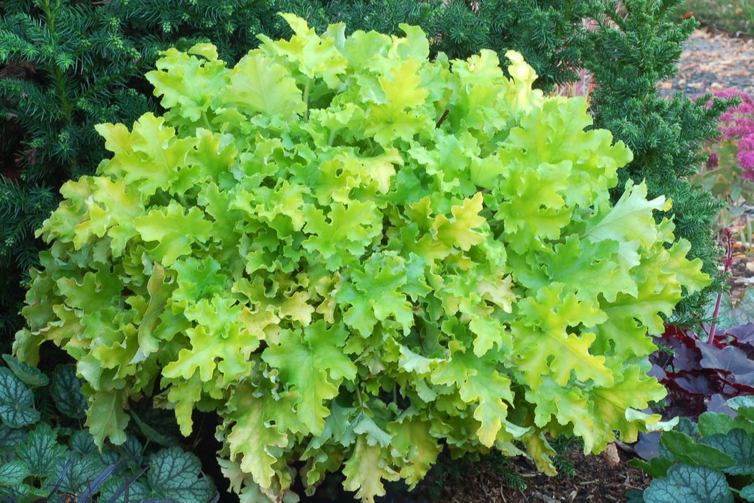 Heuchera Hybride 'Lime Marmalade' / Purpurglöckchen - Stauden Gaenge