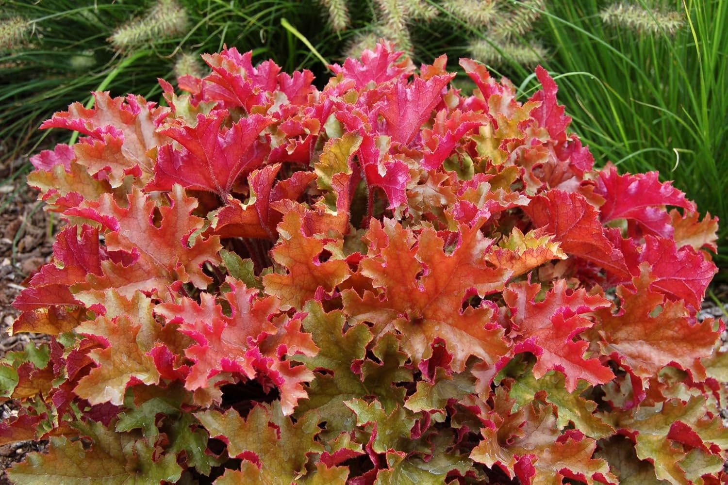 Heuchera Hybride 'Marmalade' / Purpurglöckchen - Stauden Gaenge
