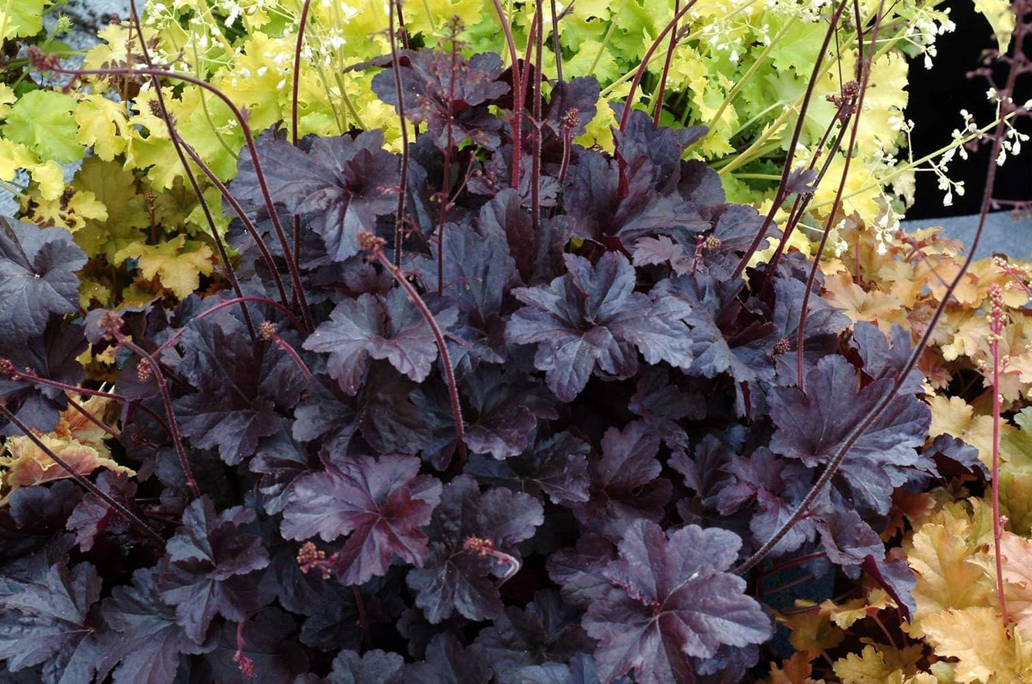Heuchera Hybride ‚Obsidian' / Purpurglöckchen - Stauden Gaenge