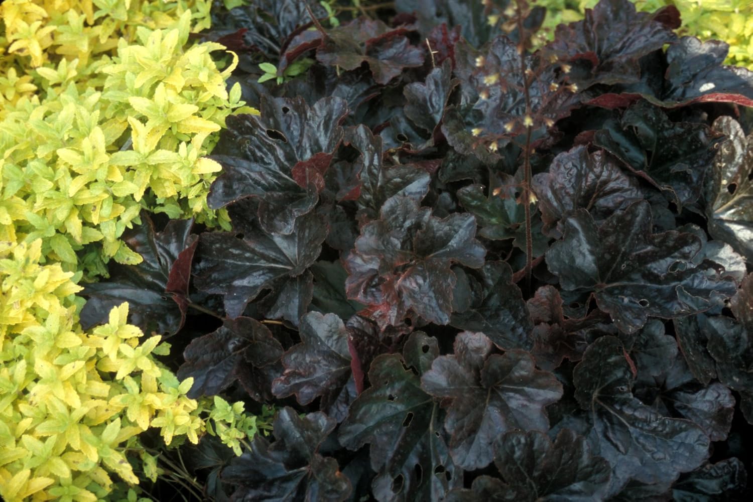 Heuchera Hybride ‚Obsidian' / Purpurglöckchen - Stauden Gaenge
