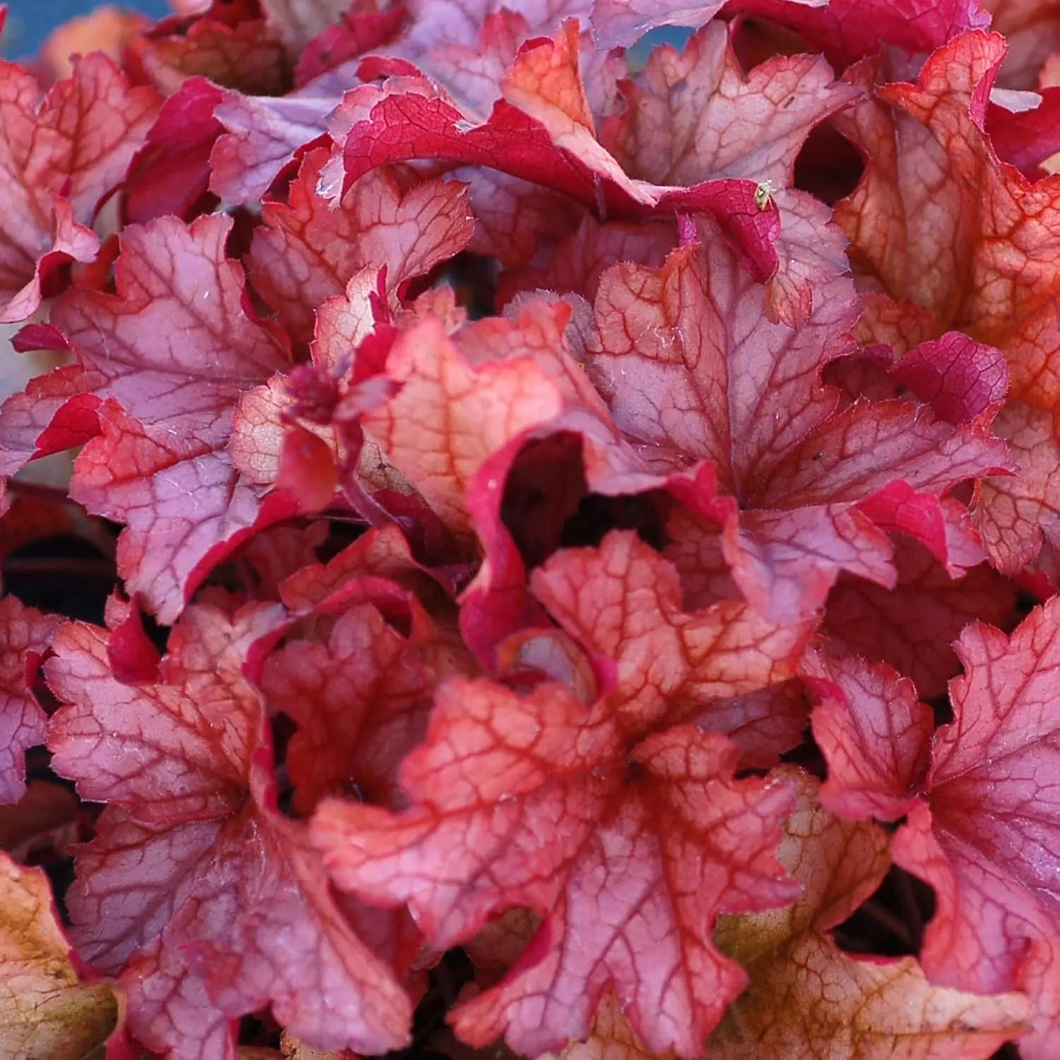 Heuchera Hybride 'Paprika', Purpurglöckchen Staude von Stauden Gänge mit rot-orange Blättern, im Garten fotografiert