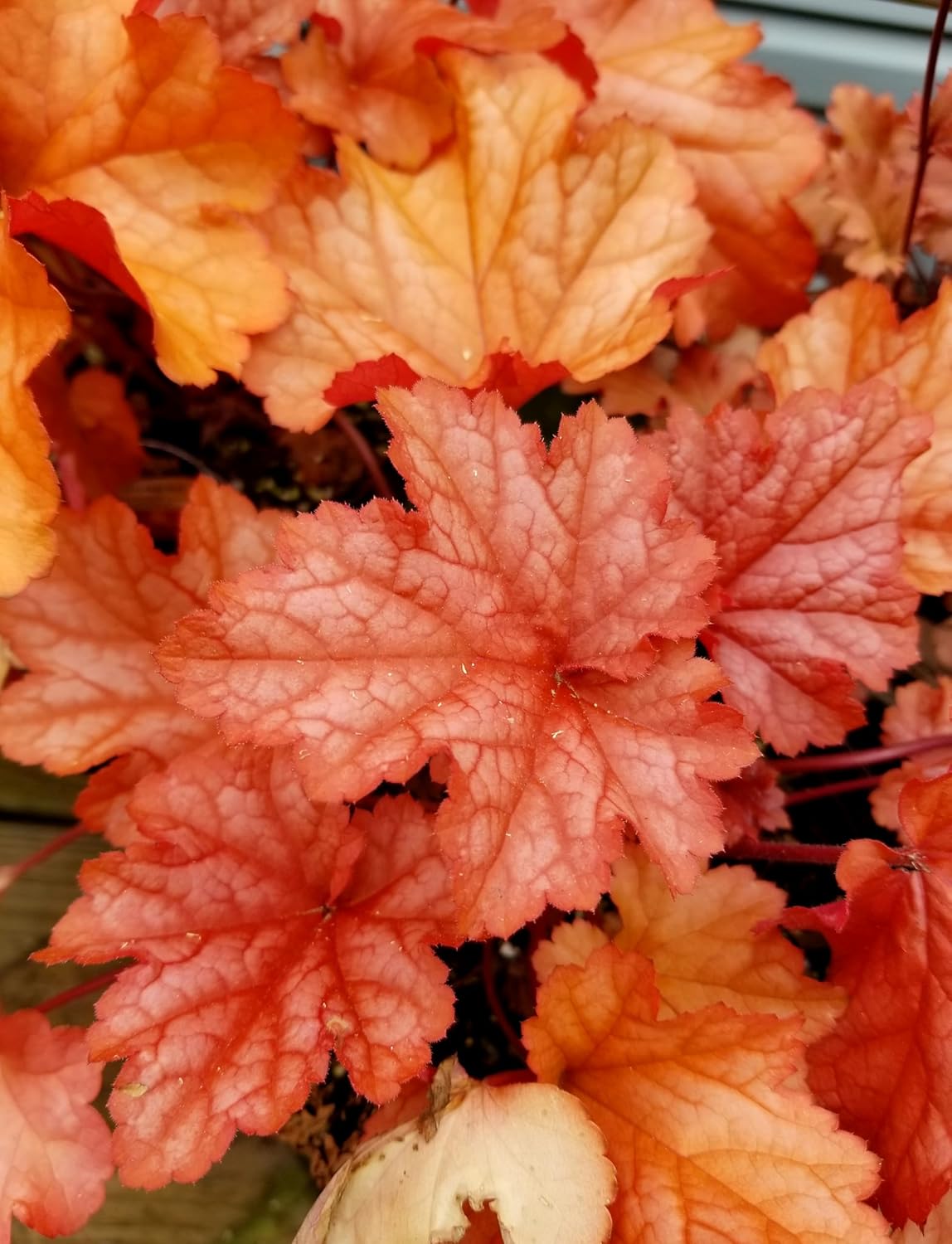 Heuchera Hybride 'Paprika' / Purpurglöckchen - Stauden Gaenge