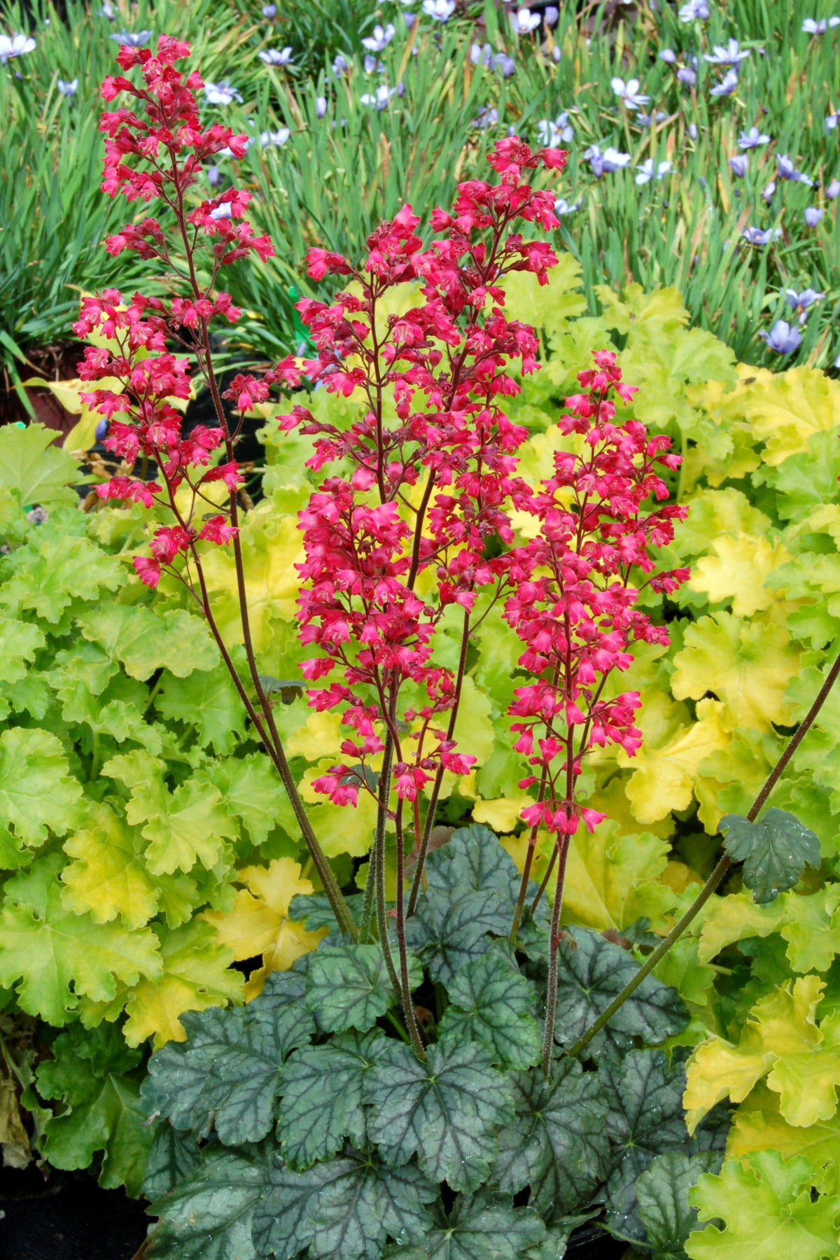 Heuchera Hybride 'Paris' / Purpurglöckchen - Stauden Gaenge