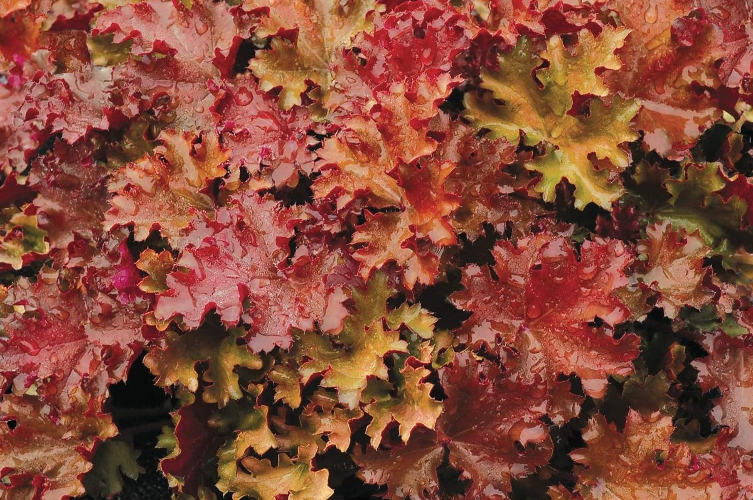 Heuchera Hybride 'Peach Crisp' / Purpurglöckchen - Stauden Gaenge