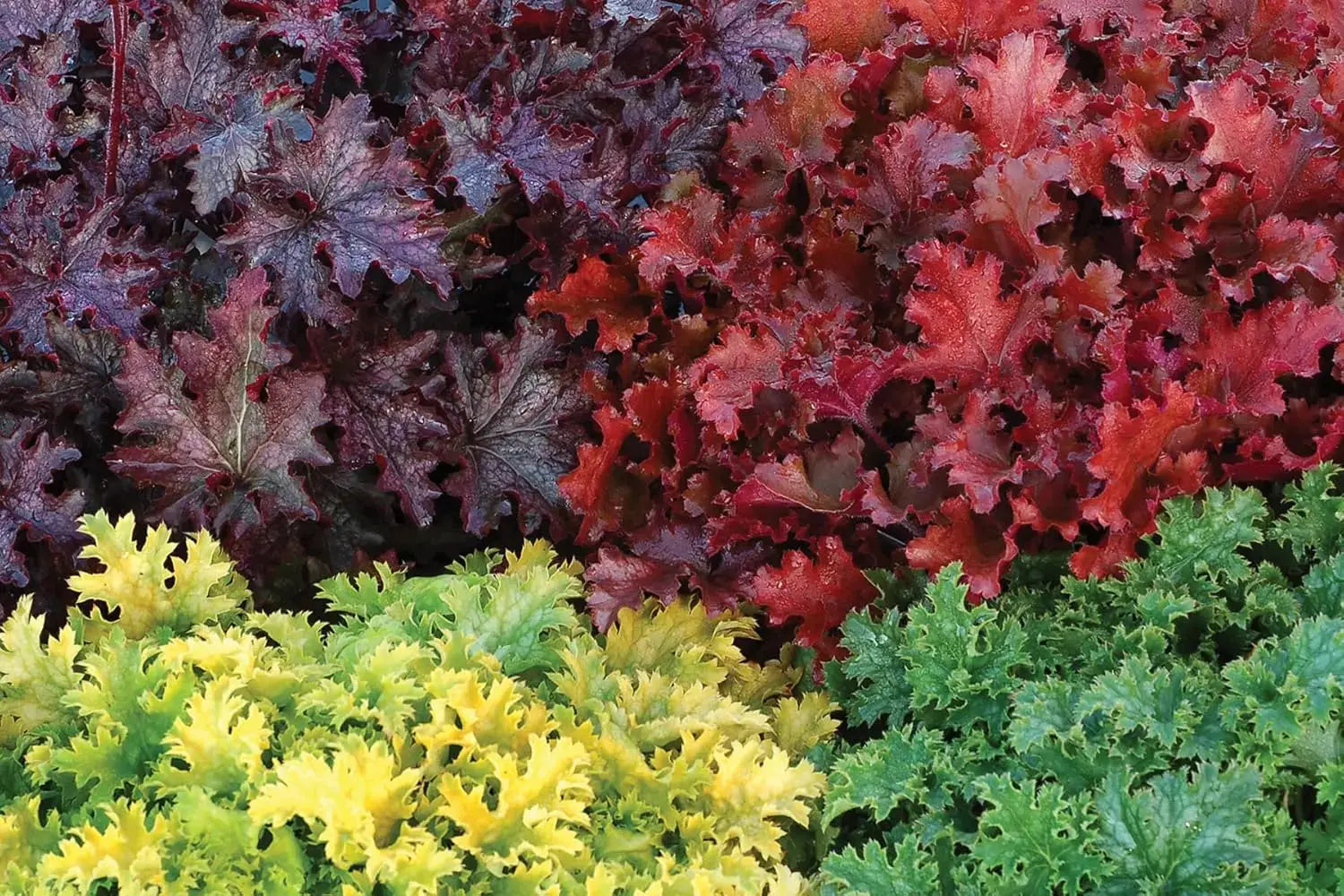 Heuchera Hybride 'Peach Crisp' Purpurglöckchen Staude von Stauden Gänge, mit orangefarbenen Blättern und zarten Blüten.