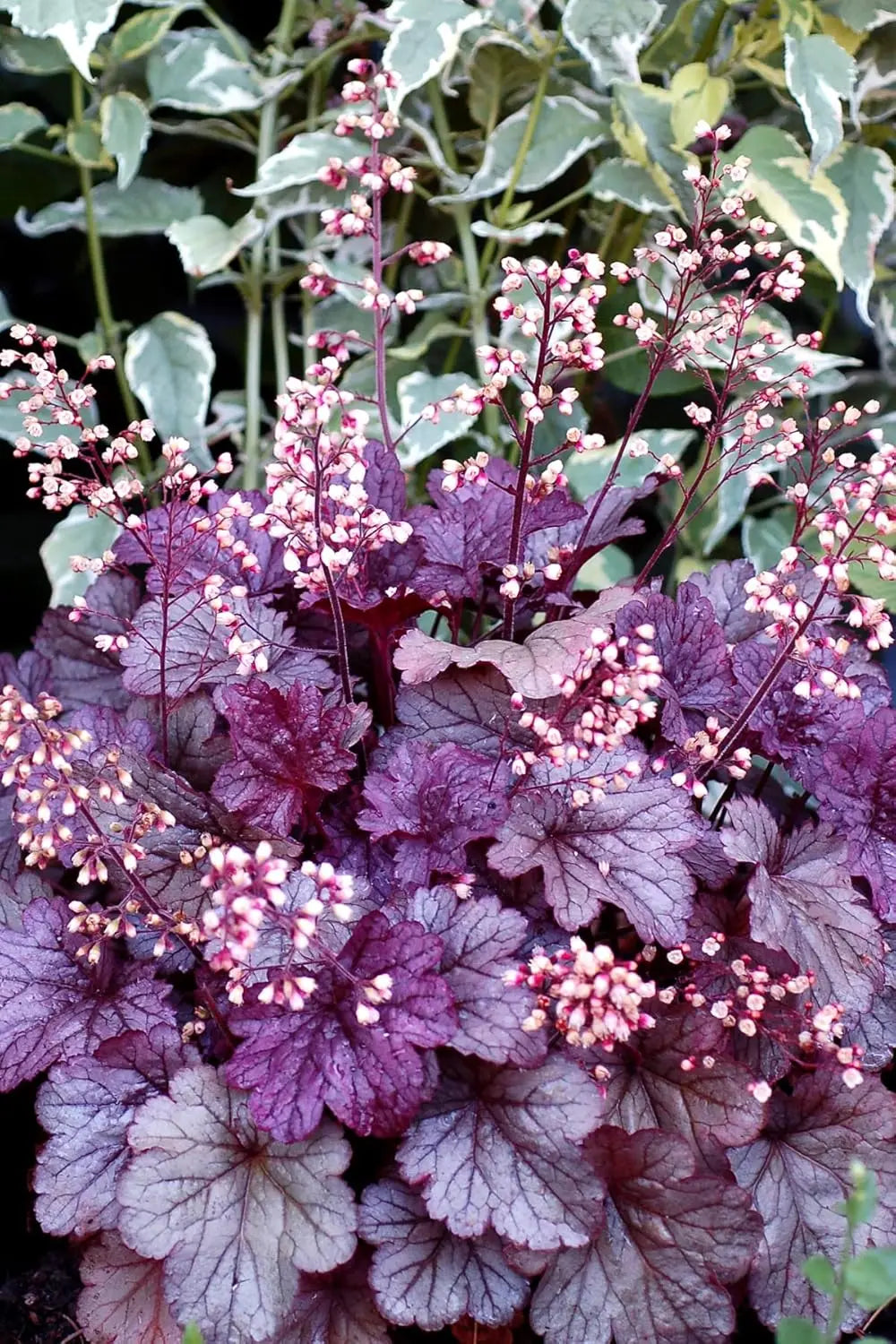Lila Heuchera Hybride 'Shanghai' Staude von Stauden Gänge mit flammenden Blättern und zarten Blüten.