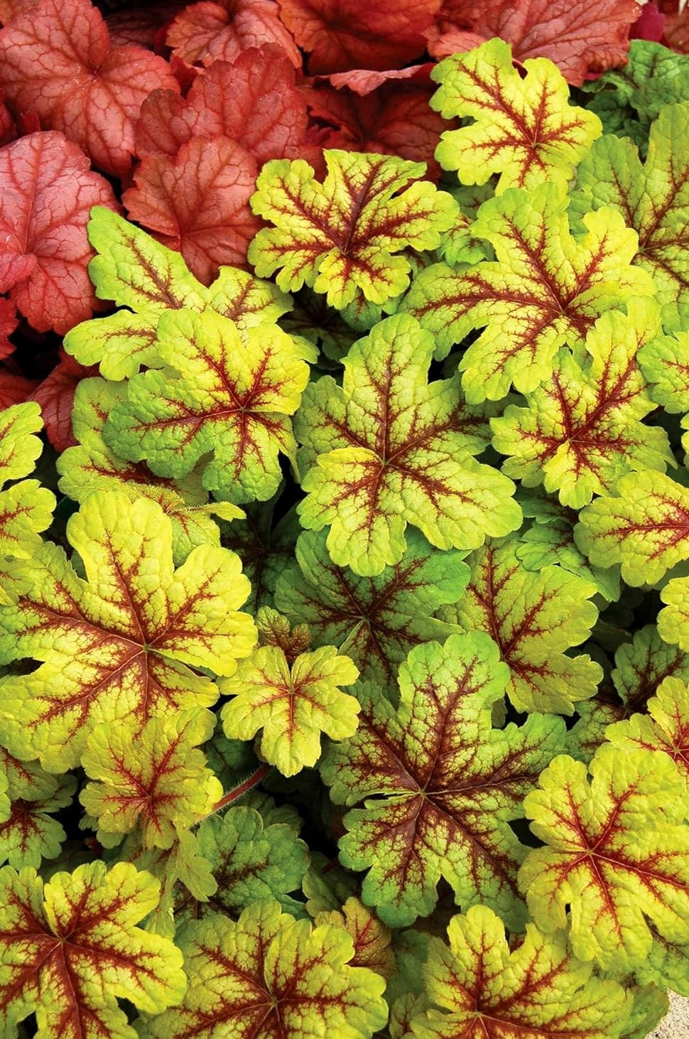 Heucherella Hybride 'Alabama Sunrise' / Purpurglöckchen - Stauden Gaenge