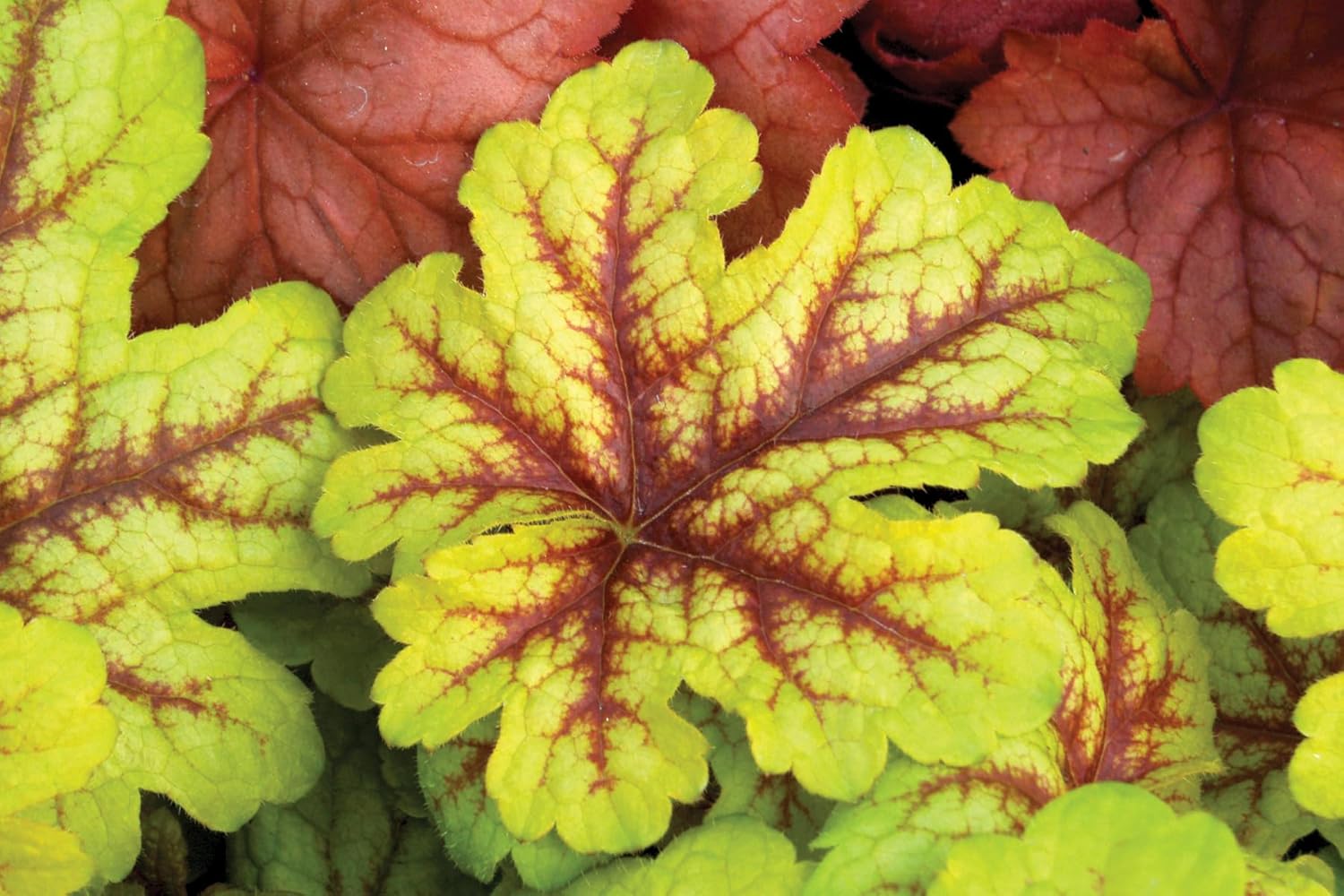 Heucherella Hybride 'Alabama Sunrise' / Purpurglöckchen - Stauden Gaenge