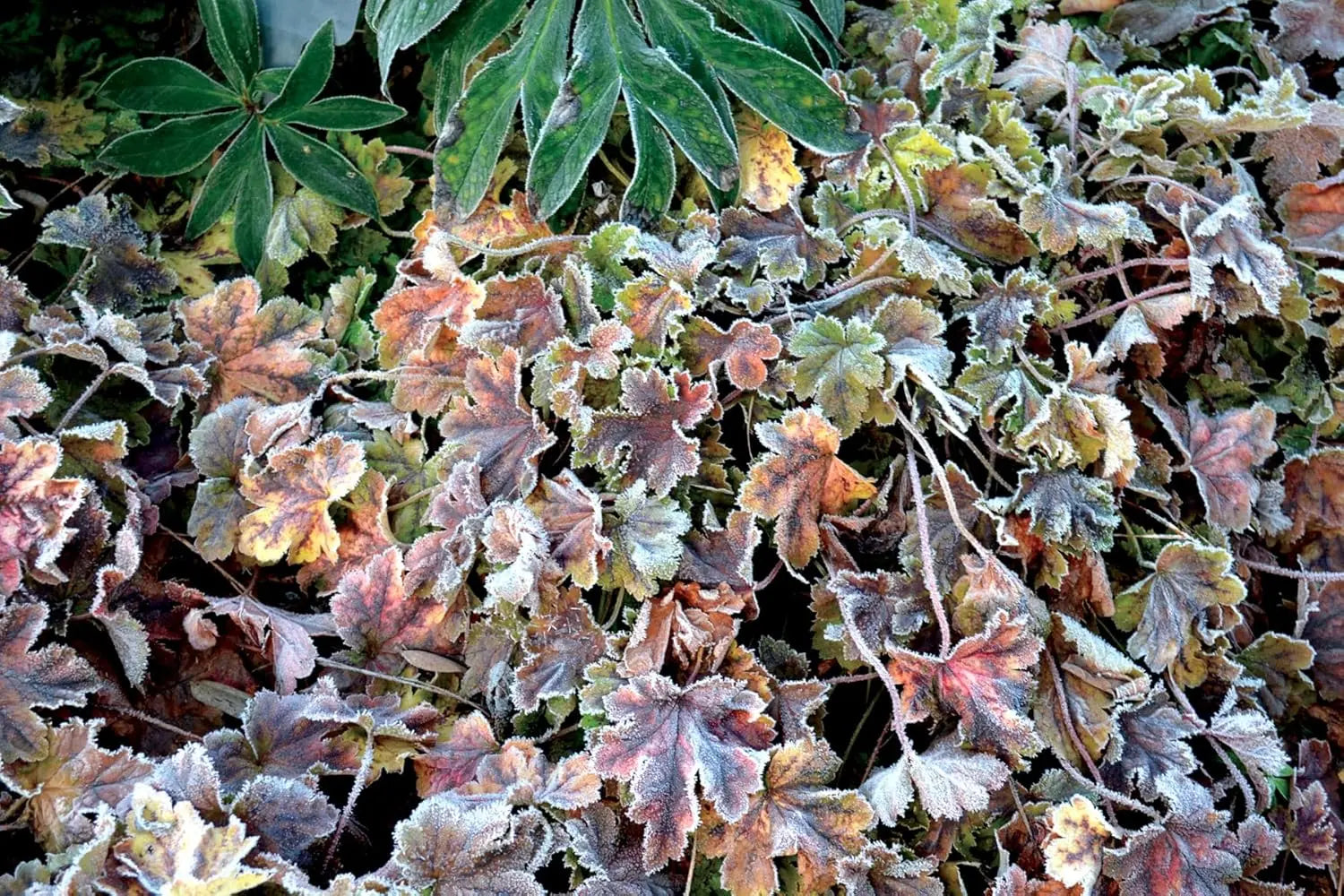 Heucherella Hybride 'Solar Power' Purpurglöckchen Staude von Stauden Gänge, mit gefiederten Blättern in leuchtendem Purpur.