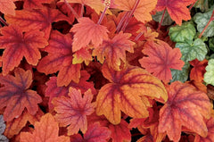 Heucherella 'Sweet Tea' Staude von Stauden Gänge mit purpurfarbenen Blättern und zarten Blüten, ideal für Gartenbeete.