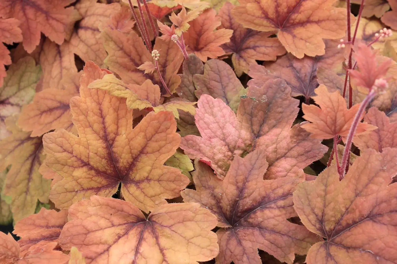 Heucherella Hybride 'Sweet Tea' purpurfarbene Staude von Stauden Gänge, mit gefiederten Blättern und zarten Blüten