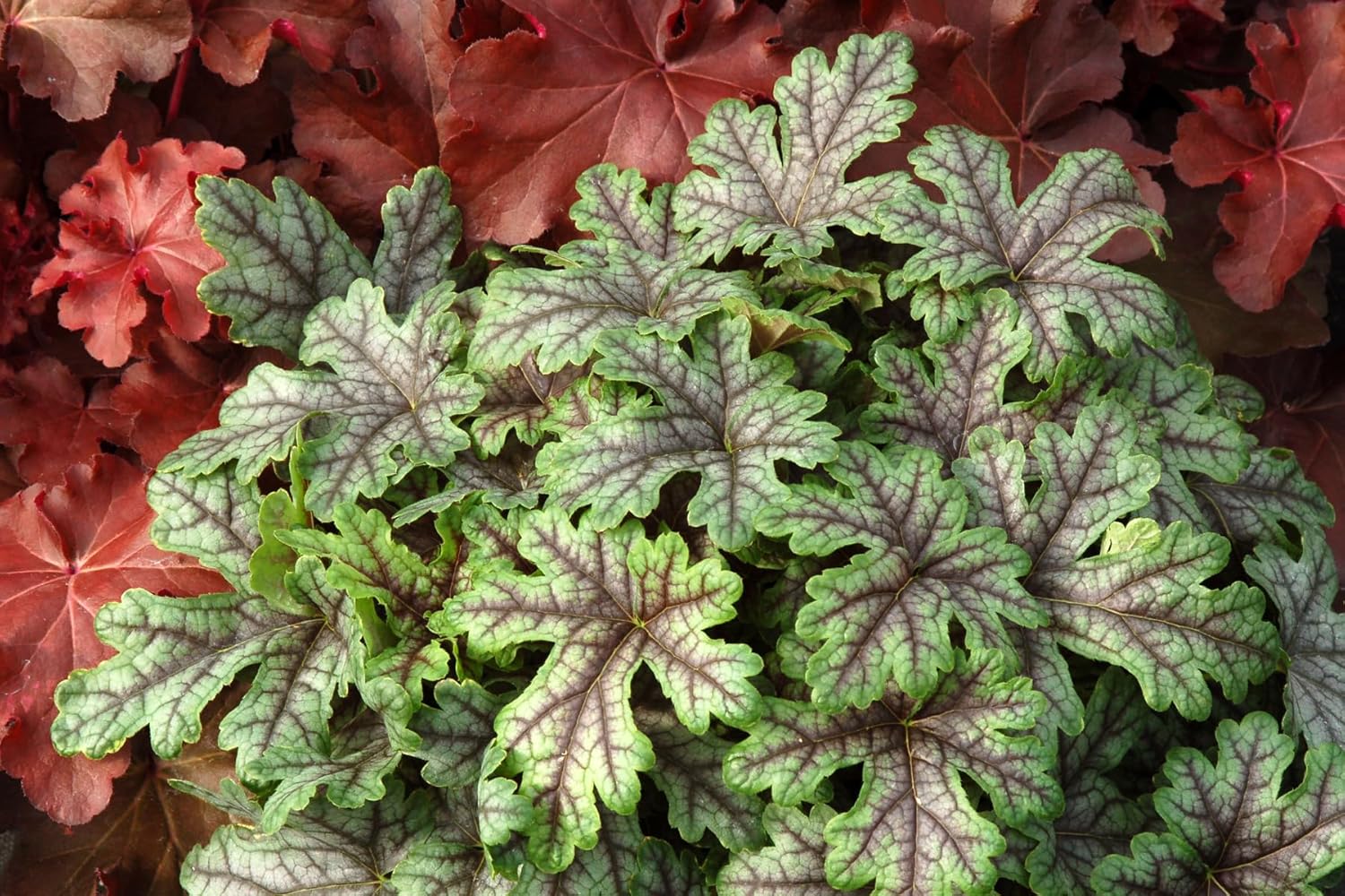 Heucherella Hybride 'Tapestry' / Purpurglöckchen - Stauden Gaenge