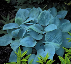 Hosta plantaginea 'Fragrant Blue' Staude mit blauen Blüten, große grüne Blätter, von Stauden Gänge.