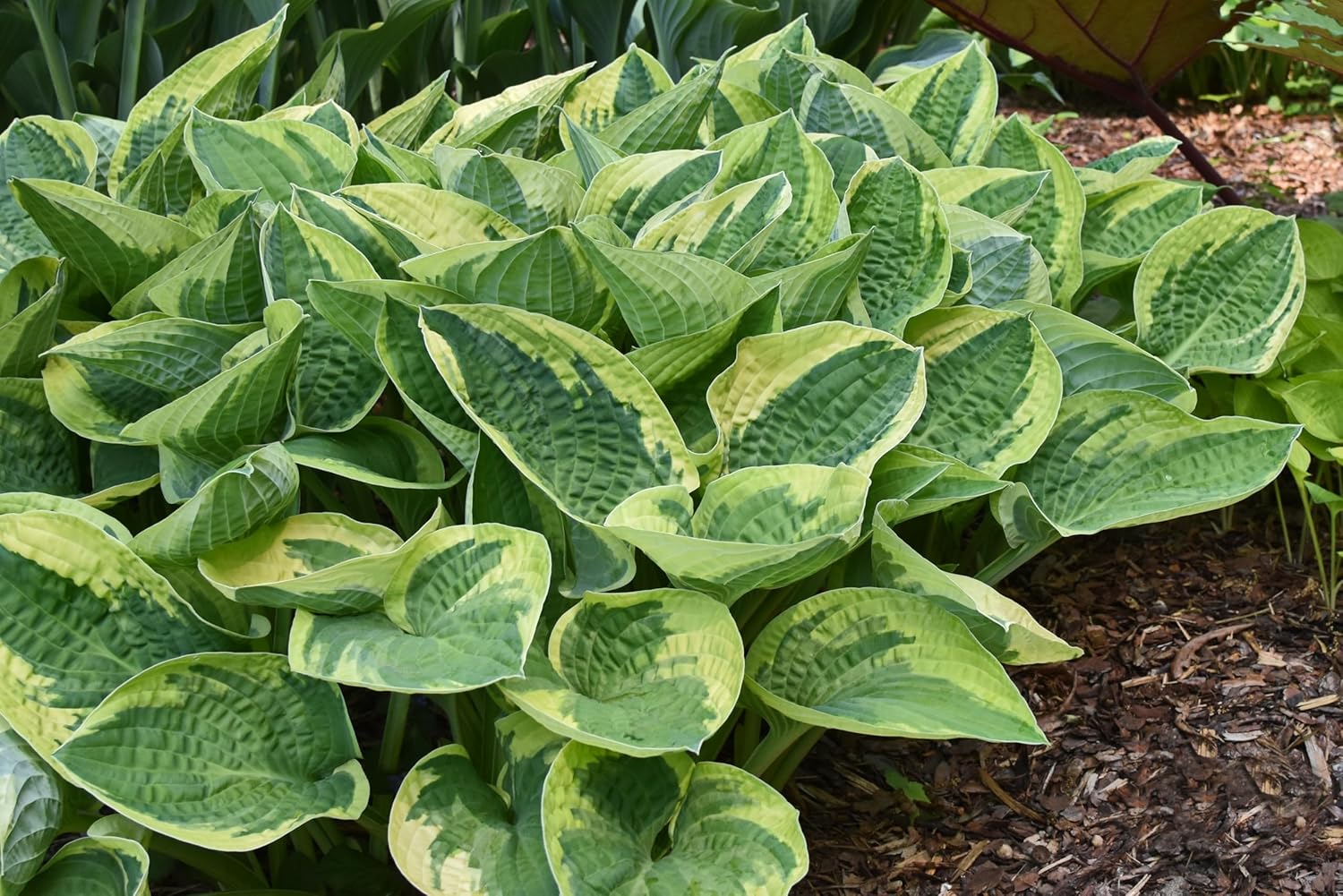 Hosta sieboldiana 'Wide Brim' / Funkie - Stauden Gaenge