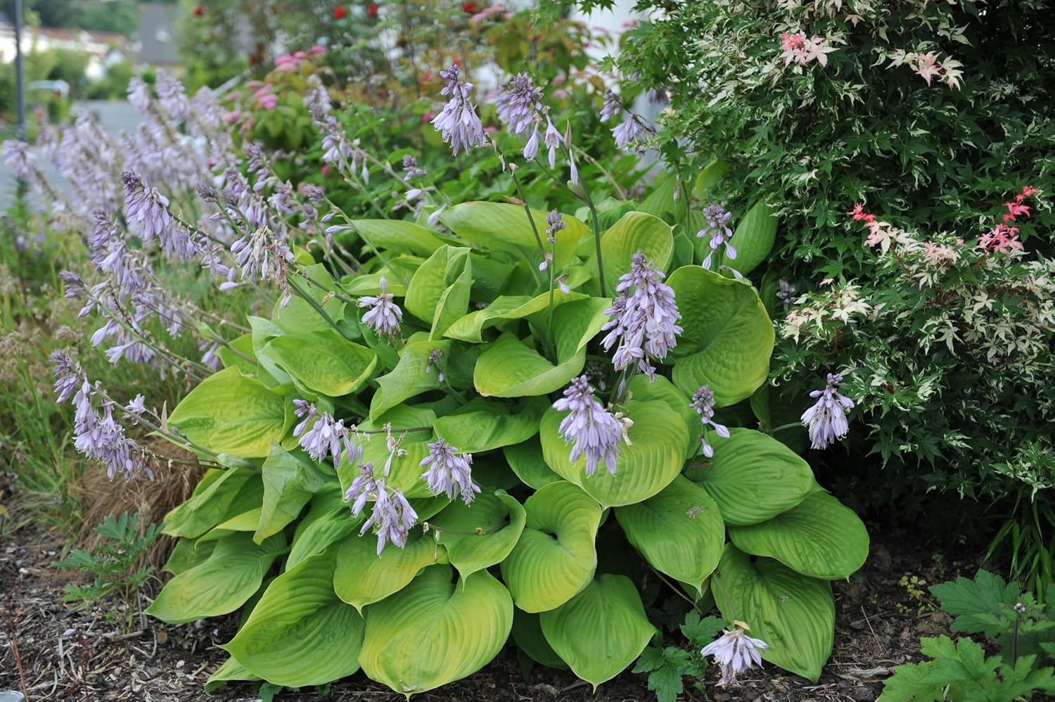 Hosta x cultorum 'Sum and Substance' / Großblättrige Funkie - Stauden Gaenge