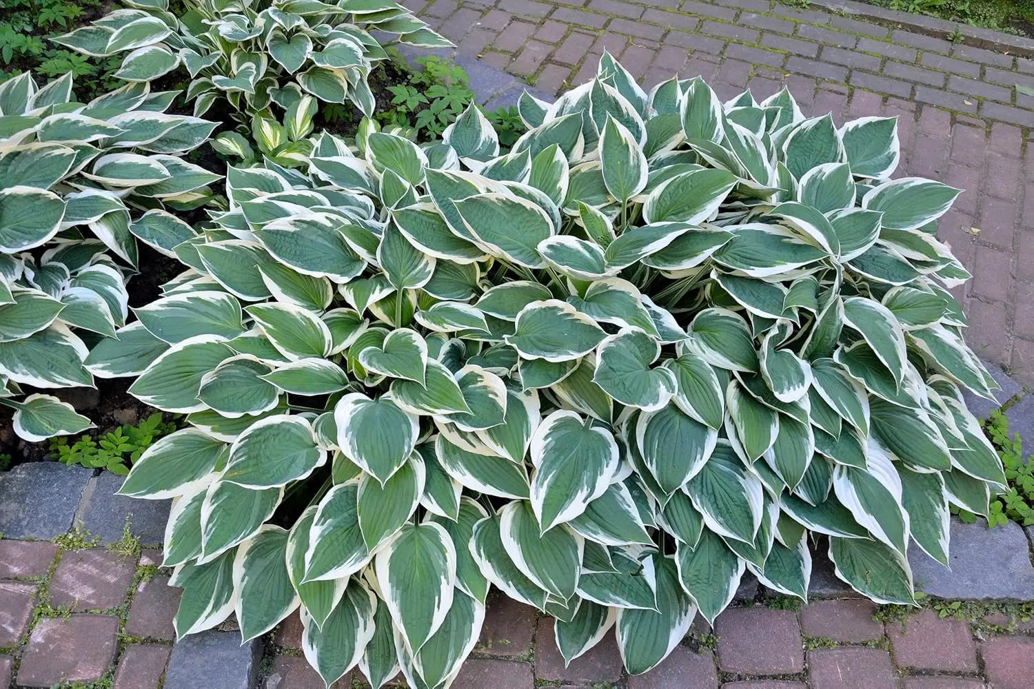 Weiße Rand-Funkie Hosta x fortunei 'Patriot' Staude, grüne Blätter mit weißen Rändern, im Garten.