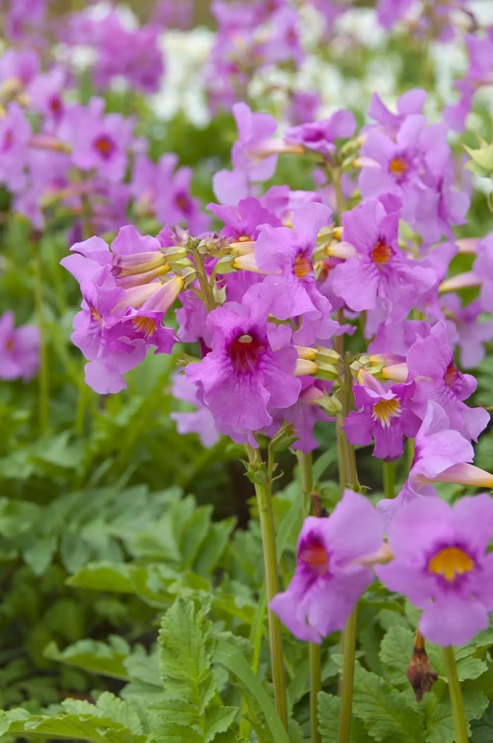 Incarvillea delavayi, Freilandgloxinie, Staude von Stauden Gänge, mit orangefarbenen Blüten und grünen Blättern im Garten.