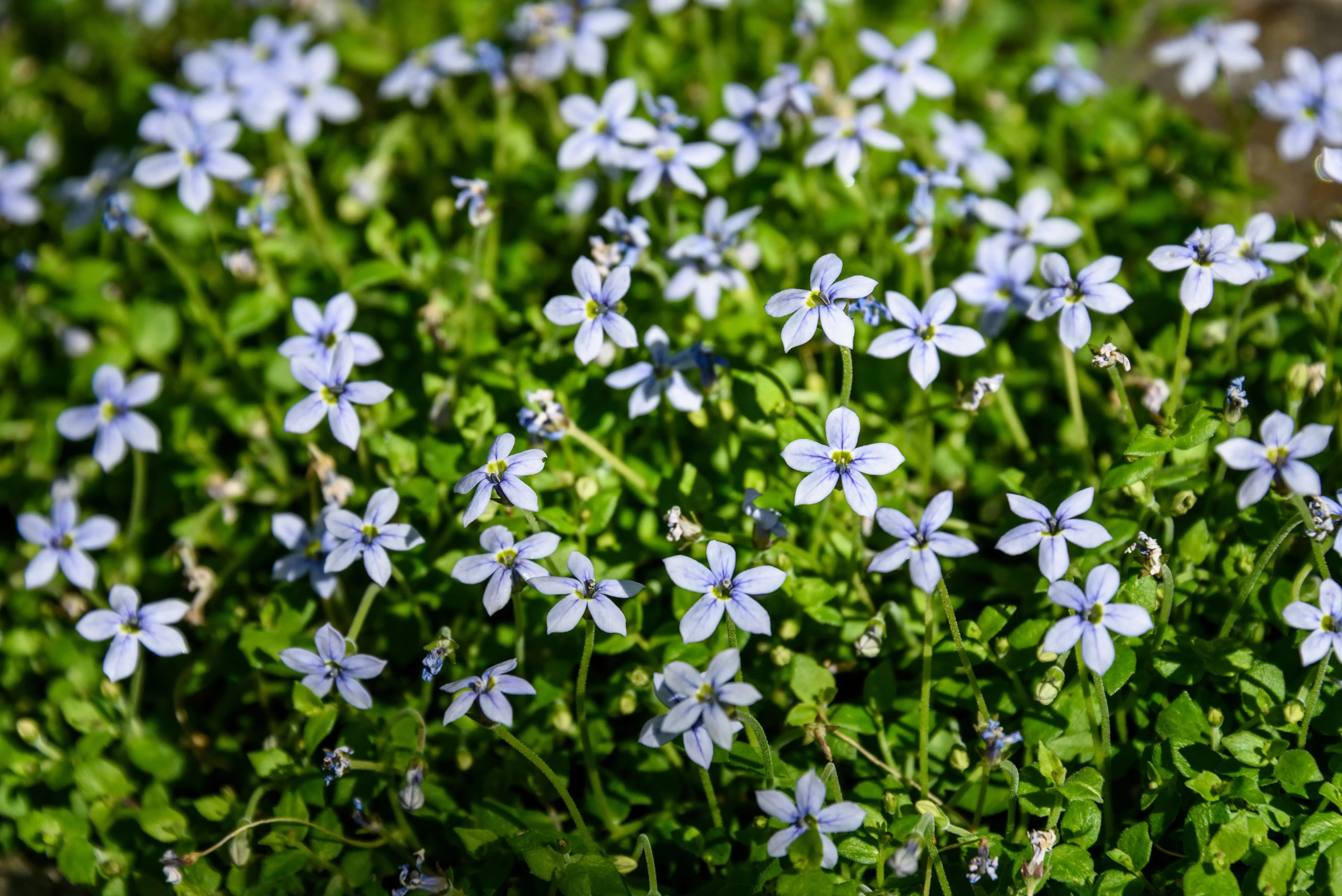 Blaue Isotoma fluviatilis Staude mit kleinen blauen Blüten, wächst als Zierpflanze im Garten, von Stauden Gänge.