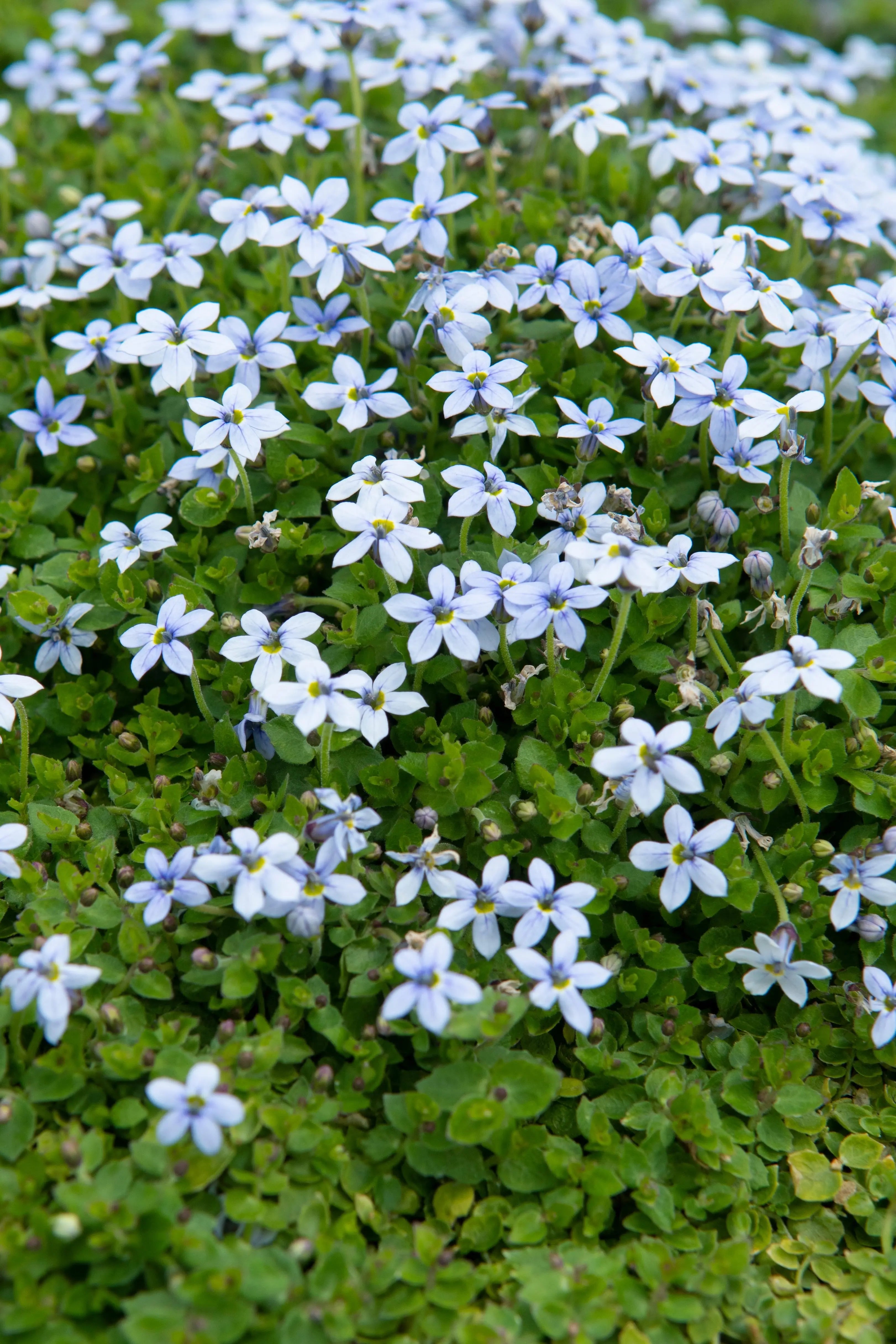 Blauer Bubikopf Isotoma fluviatilis, Staude von Stauden Gänge, mit zarten blauen Blüten und grünem Laub.