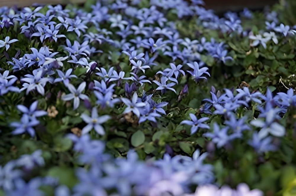 Isotoma fluviatilis 'Country Park' / Blauer Bubikopf